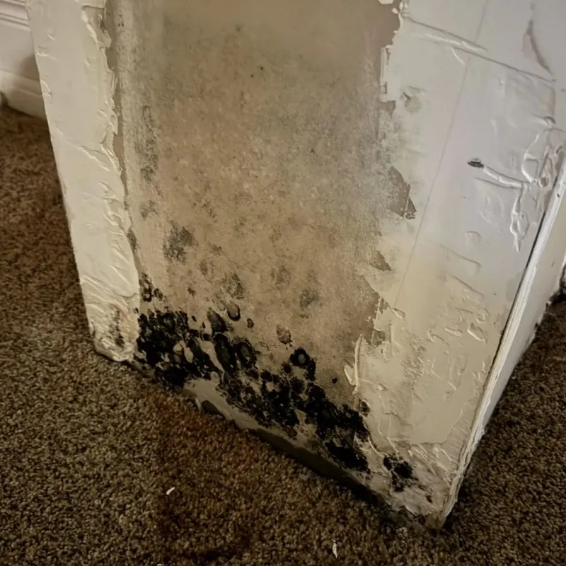 Professional Mold Removal in Clark County, IL